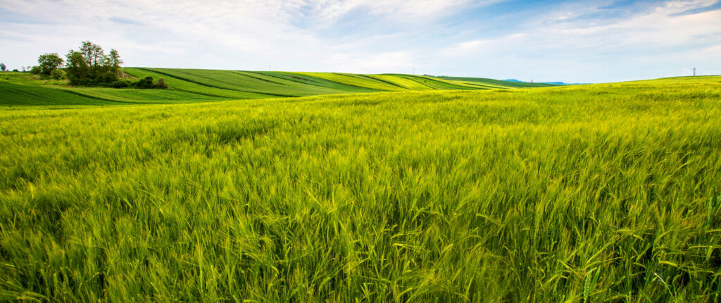 Countryside Field Sunny Day In The Countryside 1500x630 1 1024x430